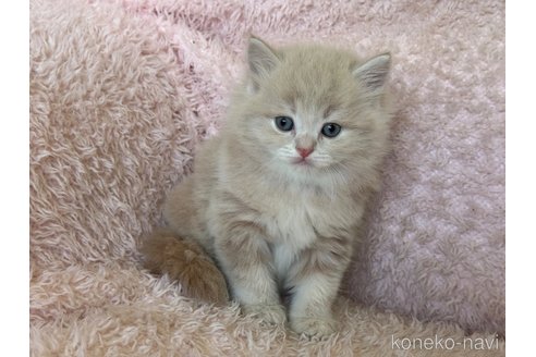 販売中の三重県のスコティッシュフォールド(折れ耳)-117418の2枚目